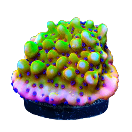 Montipora