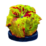 Mushroom Corals