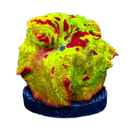 Mushroom Corals