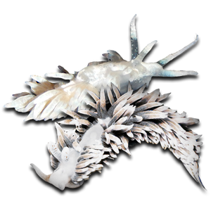 Nudibranch