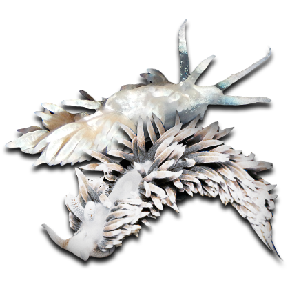 Berghia Nudibranch