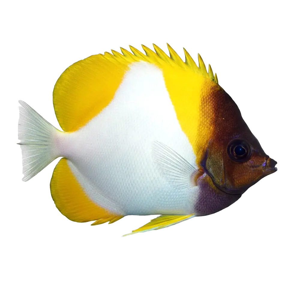 Butterflyfish