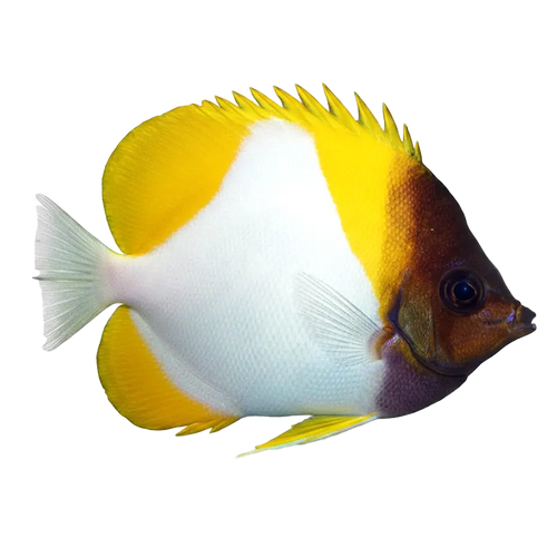 Butterflyfish