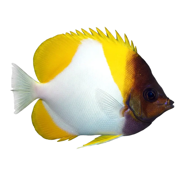Butterflyfish