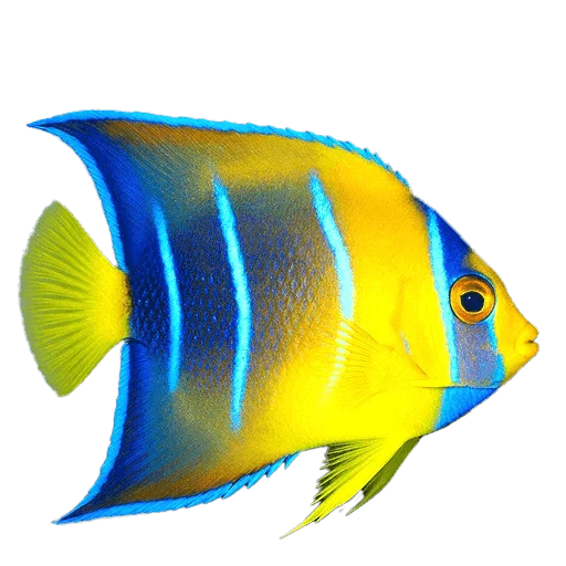 Saltwater Fish
