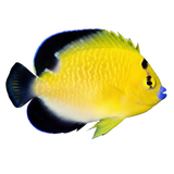 Angelfish