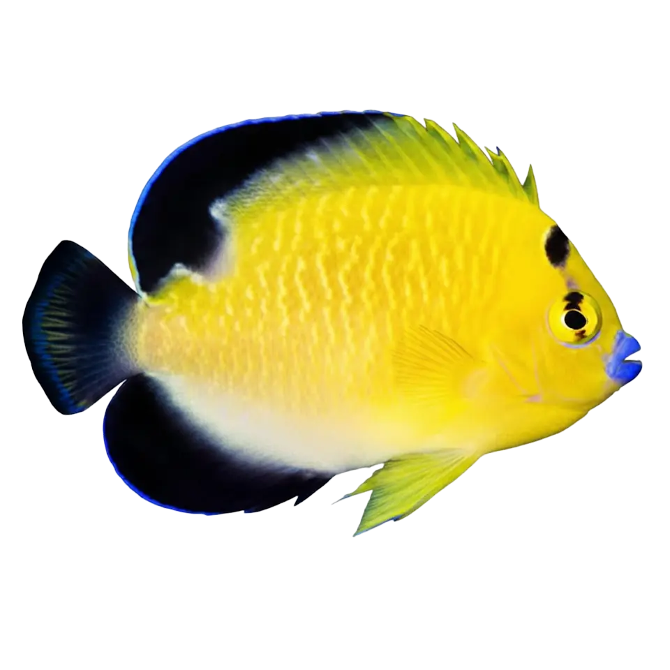 Angelfish
