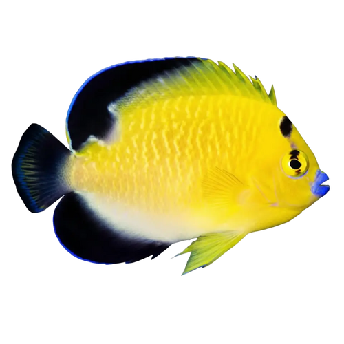 Angelfish