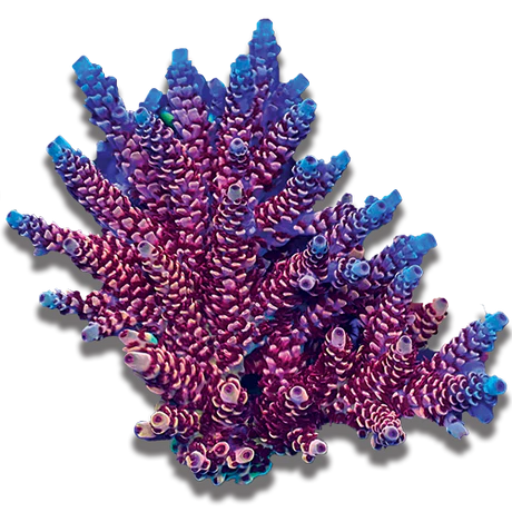 SPS Corals