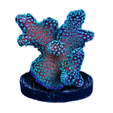 Acropora / SPS