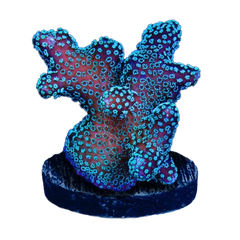 Acropora / SPS