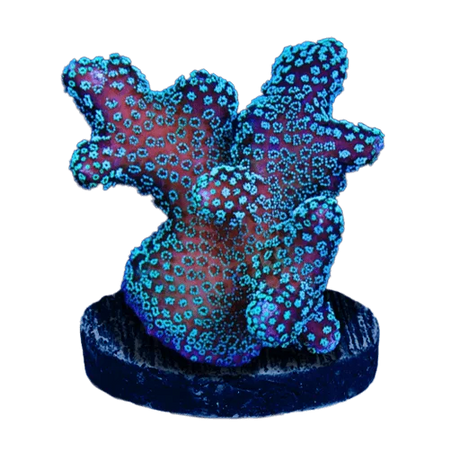 SPS Corals