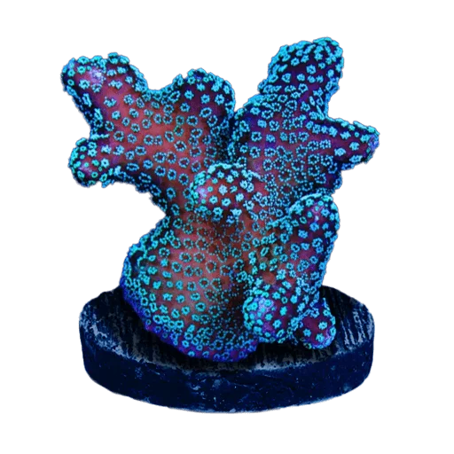 SPS Corals
