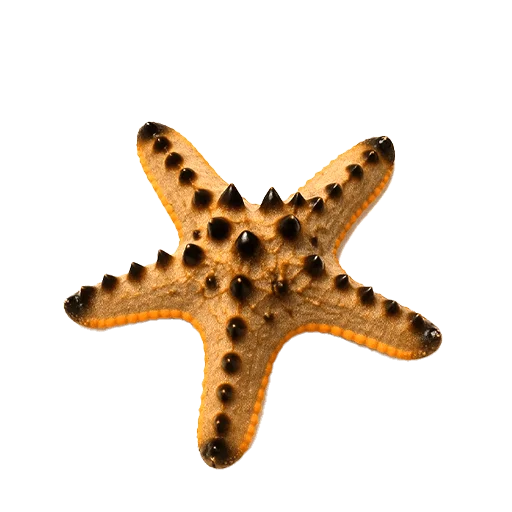 Starfish