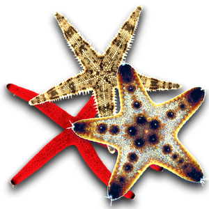 Starfish