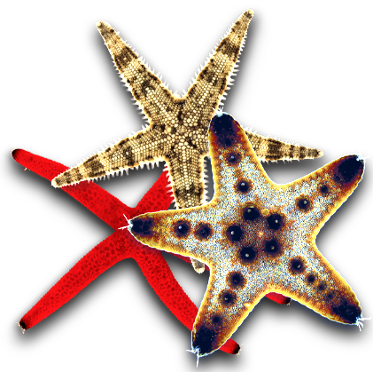 Starfish