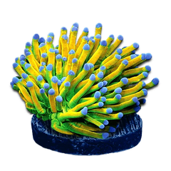 Euphyllia