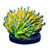 Torch Corals