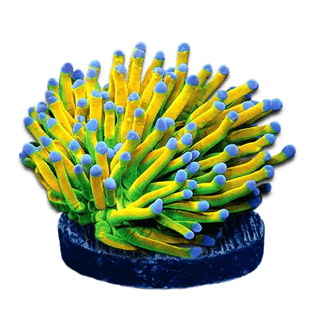 Torch Corals