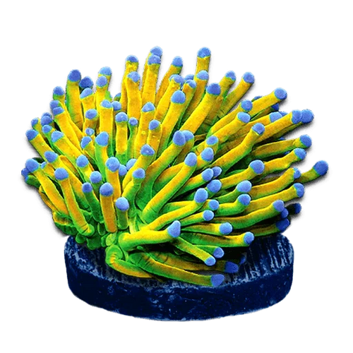 Torch Corals