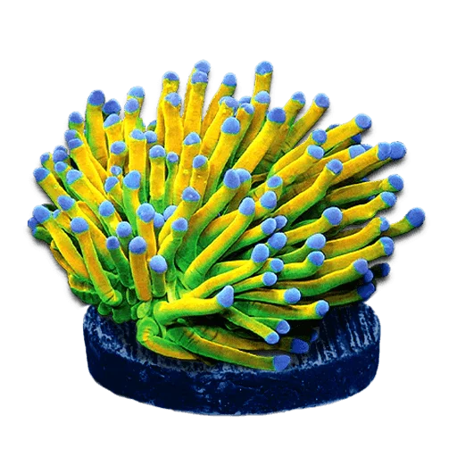 Torch Corals