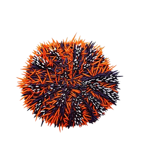 All Inverts (RETAIL) – Top Shelf Aquatics