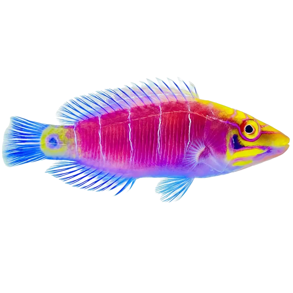 fish aquarium accessories online shopping 8 Pieces Betta Tank Decor Accessories, Colorful Coral Reef Decor Set with Coral Mountain, Starfish Bucket and 6 Aquatic Plants, Fish Aquarium Decor for Beta Fish Aquariums and Betta teeming with life and striking colors Mechpia 13 Pieces Aquarium Decorations