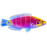 Wrasses