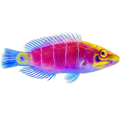 Wrasses