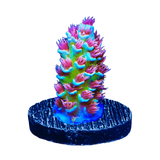 WYSIWYG Corals