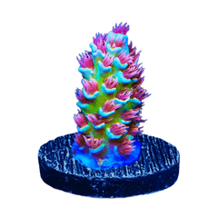 WYSIWYG Corals