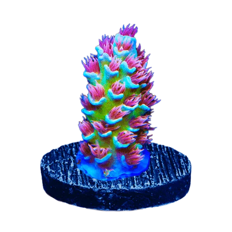 WYSIWYG Corals