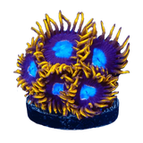 Zoanthids