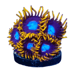 Zoanthids
