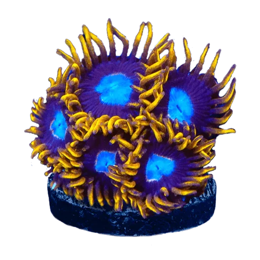 Zoanthids