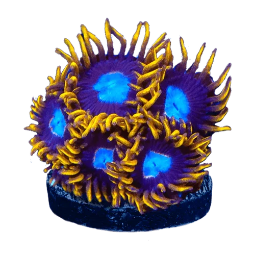 Zoanthids