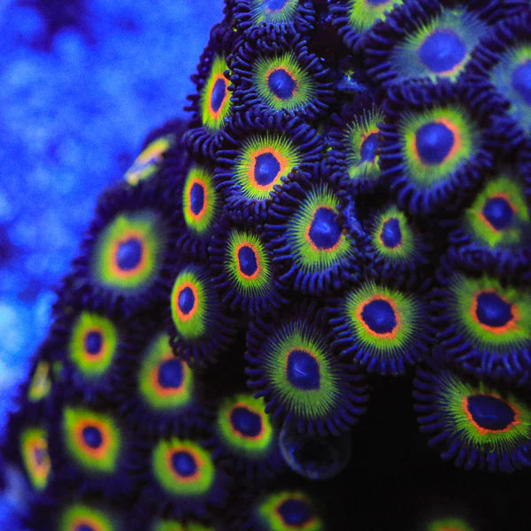 WWC Bob Marley Zoanthids Coral