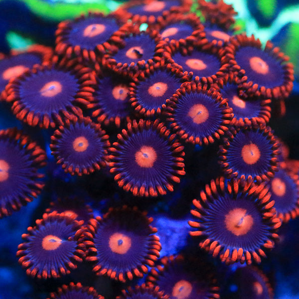 My Clementines Zoanthids Coral