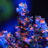 TSA Death Grimace Acropora Coral