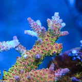 TSA Sour Tsunami Acropora Coral