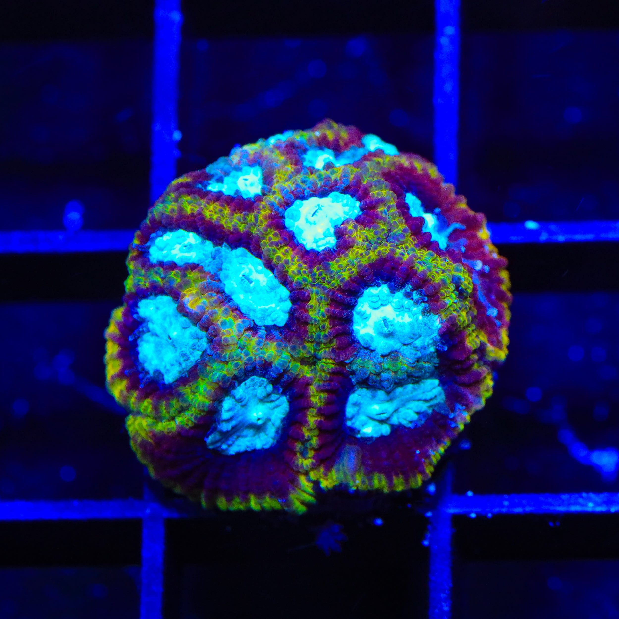 Ultron Favia Coral