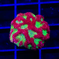 TSA McFavia Favia Coral