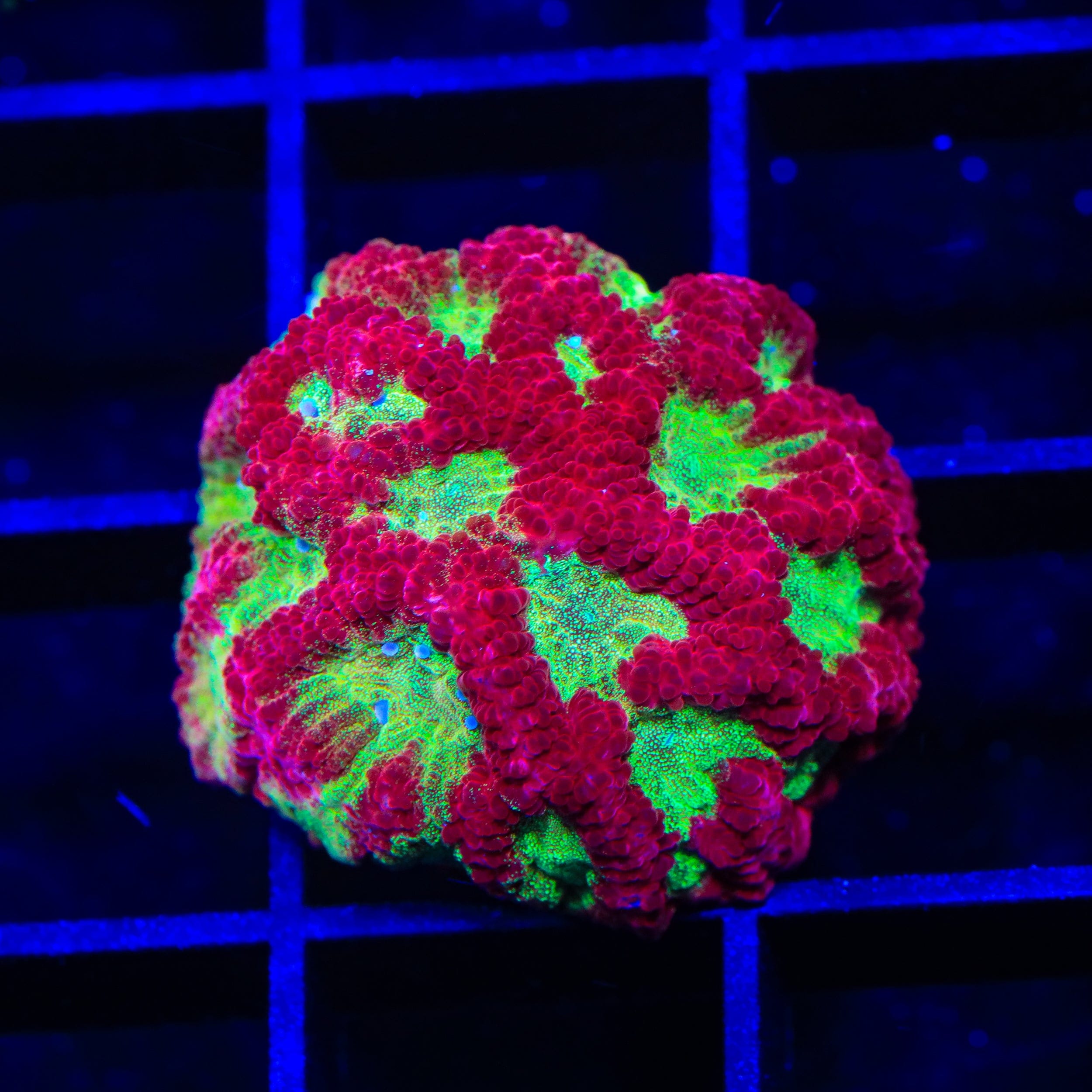 TSA McFavia Favia Coral
