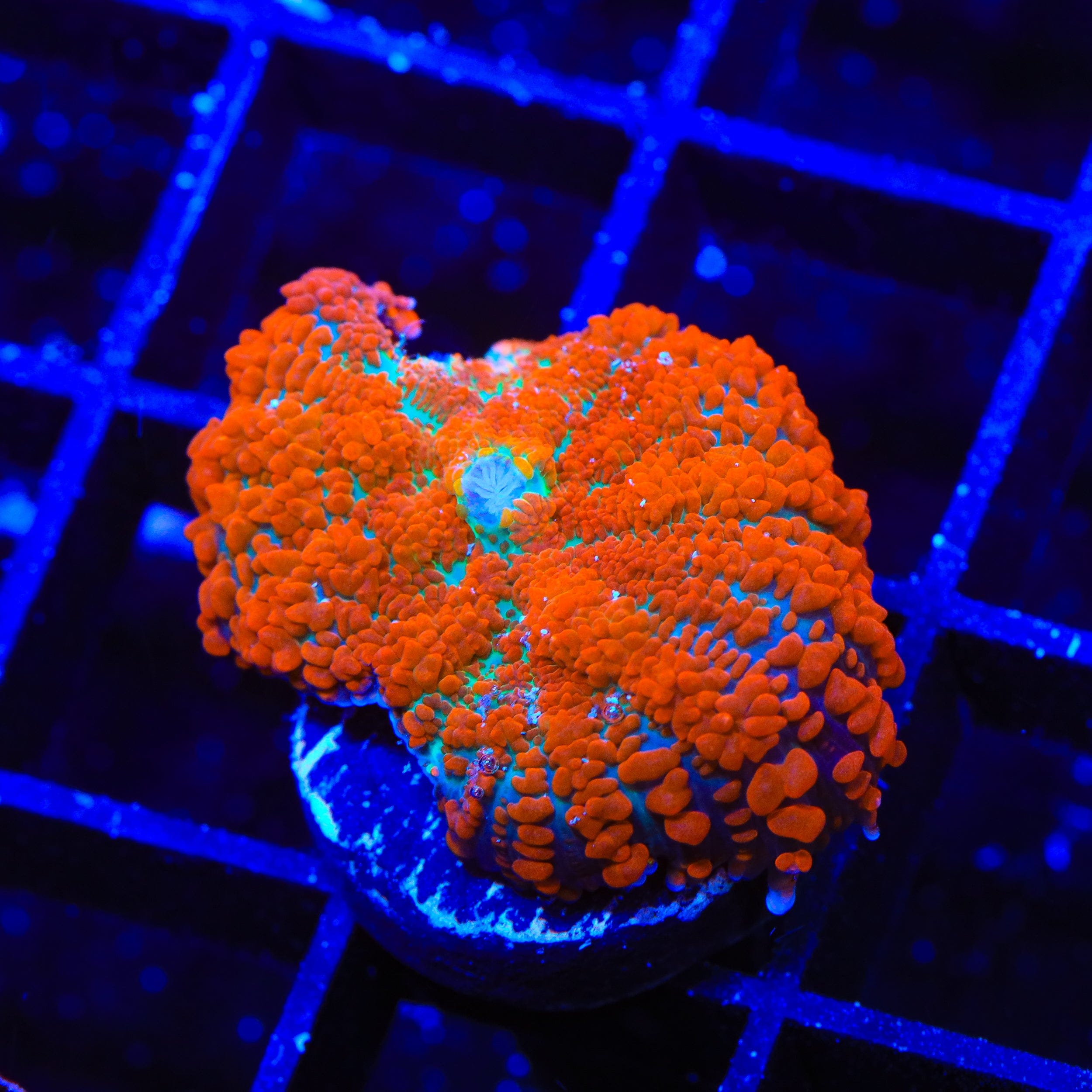 Red Dream Rhodactis Mushroom Coral