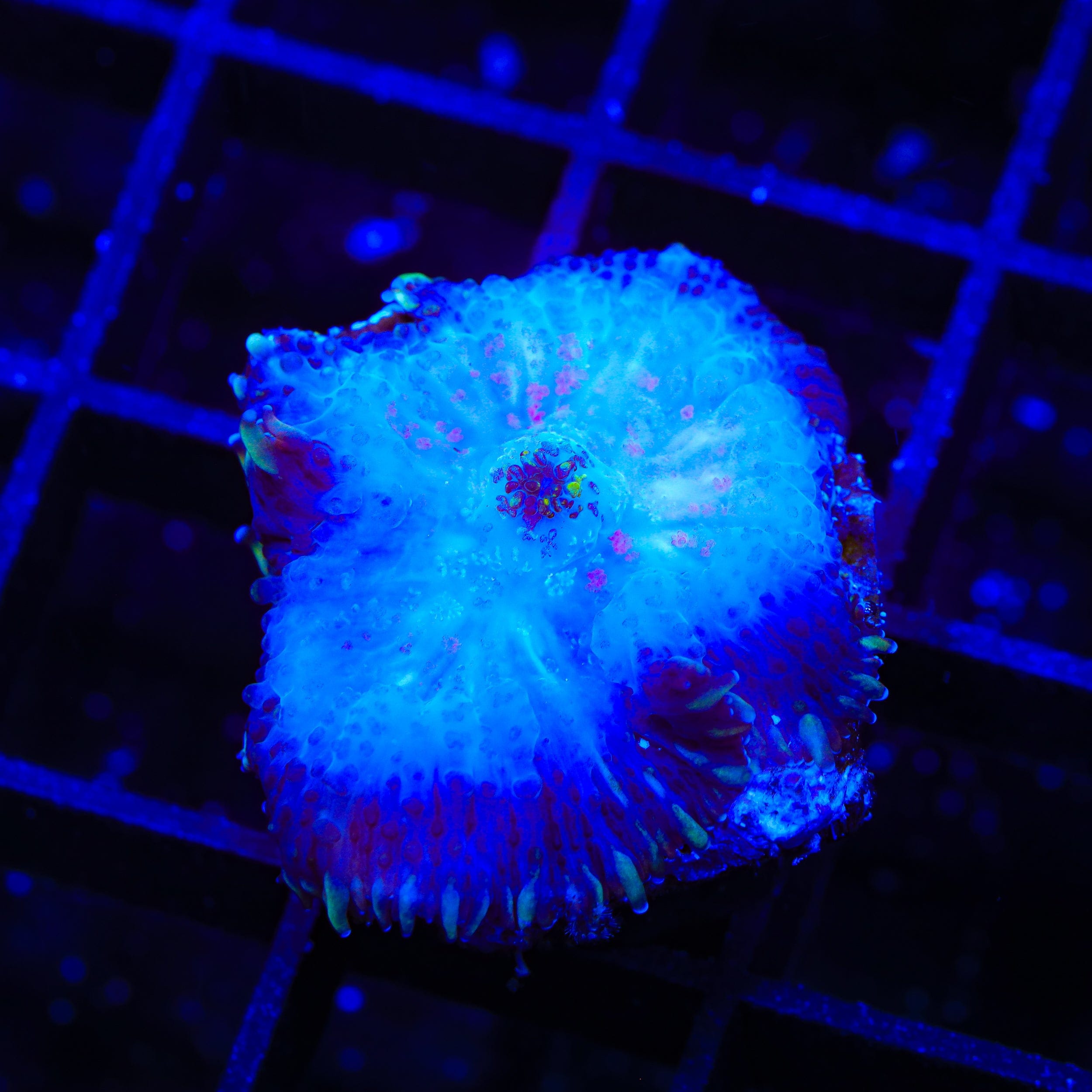 Witches Touch Mushroom Coral