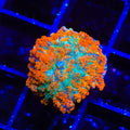 TSA Tango Bango Mushroom Coral