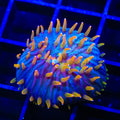 TSA Battletoads Aquacultured Plate Coral