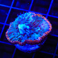 TSA Popsicle Aquacultured Plate Coral