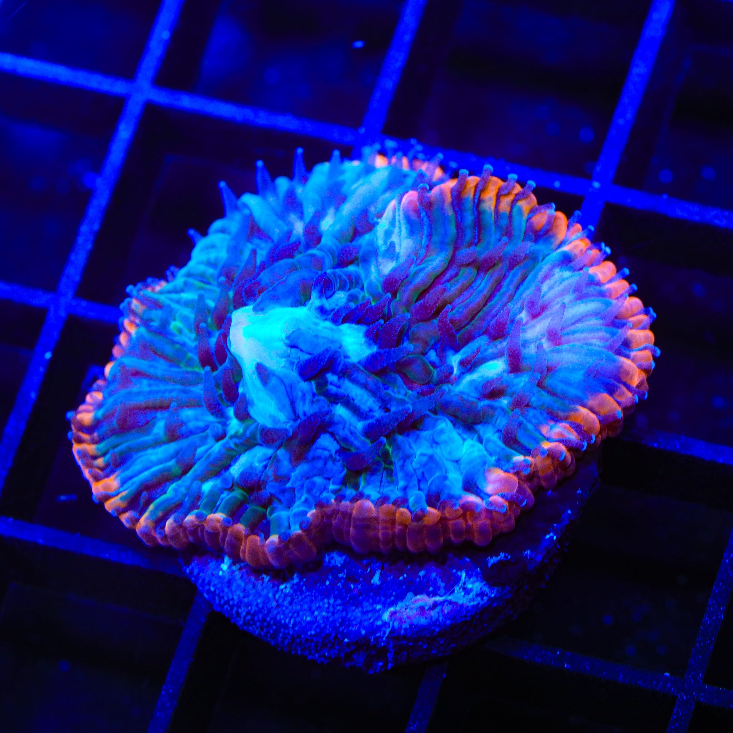 TSA Popsicle Aquacultured Plate Coral