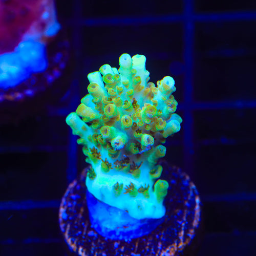 TSA Dan Aykroyd Acropora Coral
